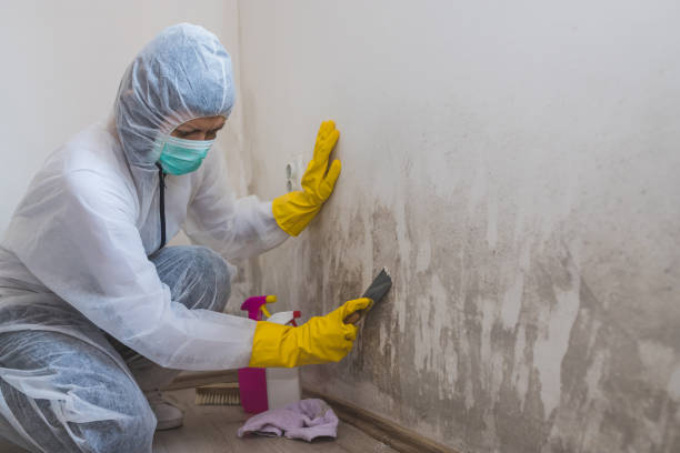 Best Mold Odor Removal Services  in Brighton, AL